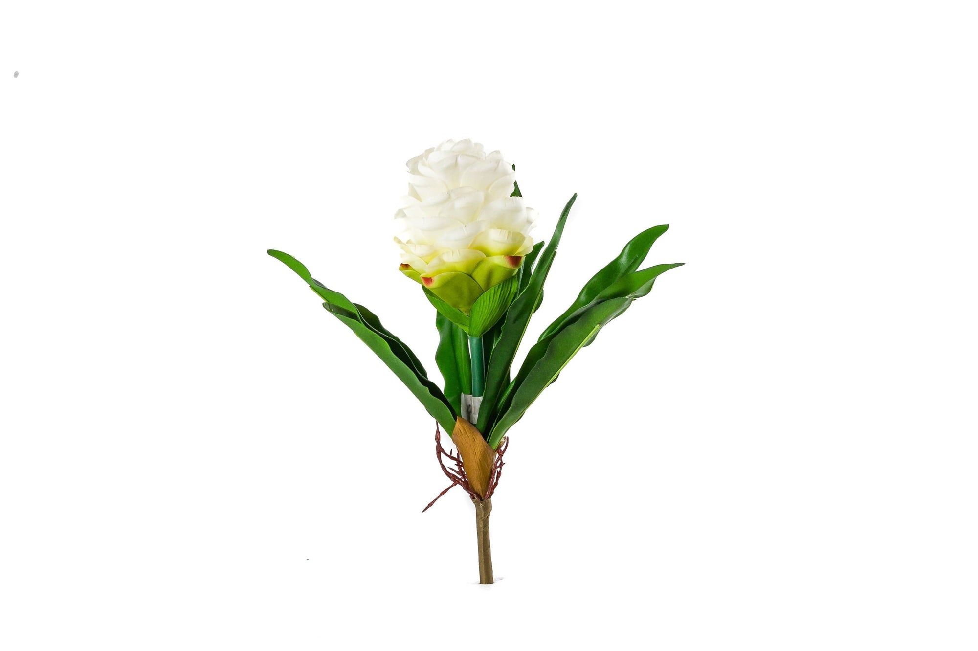 Exotic Ornamental Flowers - Fervor + Hue