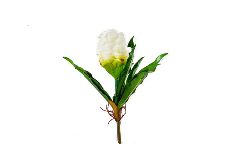 Exotic Ornamental Flowers - Fervor + Hue