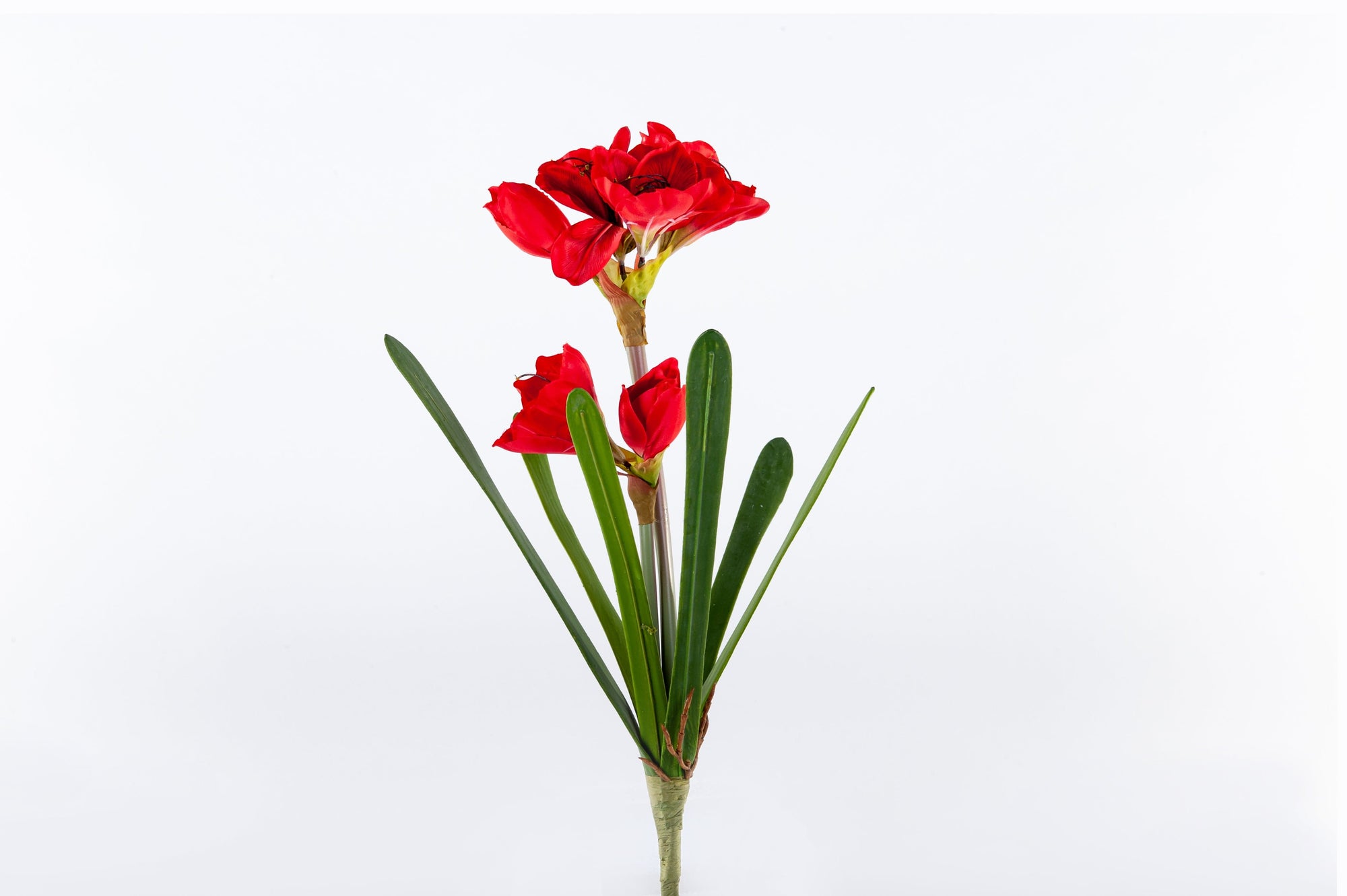 Amaryllis Flower Red - Fervor + Hue