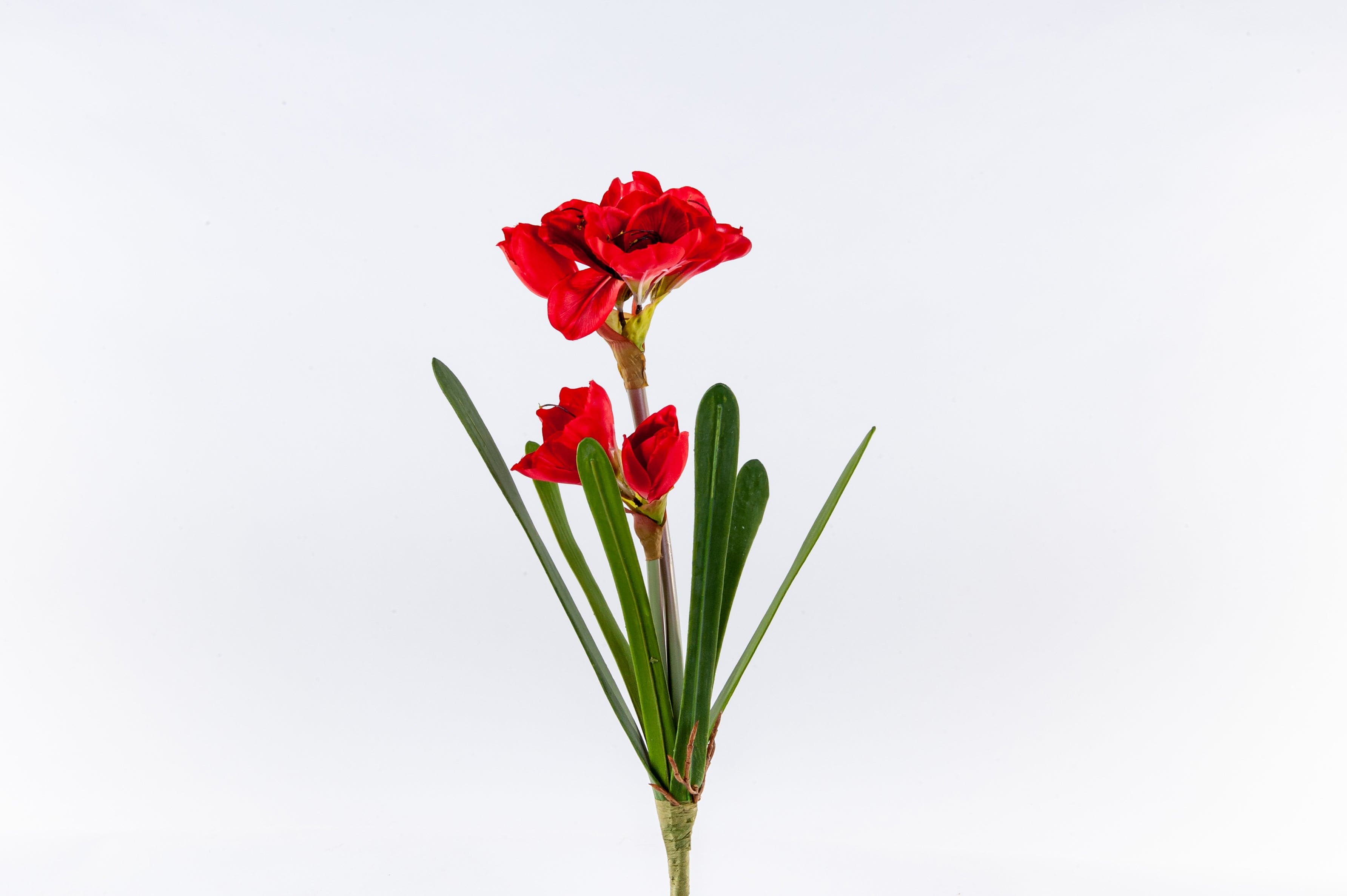 Amaryllis Flower Red - Fervor + Hue