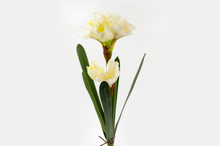 Amaryllis Flower Cream - Fervor + Hue